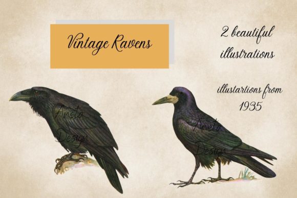 Charming Vintage Ravens Illustrations for Creative Projects