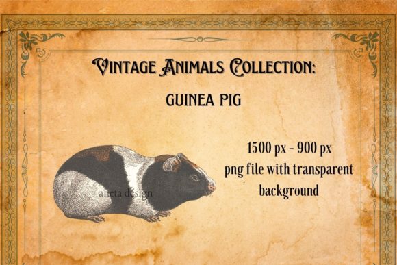 Rediscovering Charm: The Vintage Guinea Pig Illustration