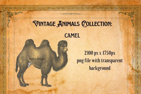 Rediscovering Charm with the Vintage Illustration of Camel