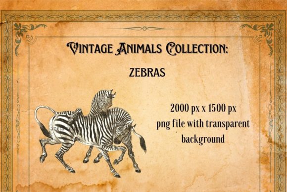Rediscovering Charm with Vintage Zebras Illustration