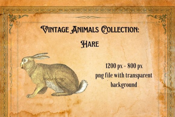 Rediscovering Classic Charm: The Vintage Hare Illustration