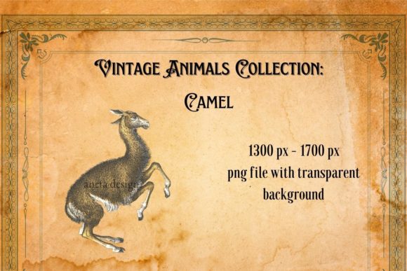 Reviving Nostalgia with the Vintage Funny Camel Illustration