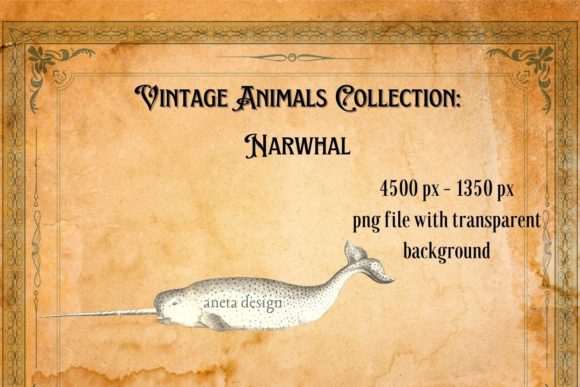 The Quiet Charm of a Vintage Narwhal Illustration