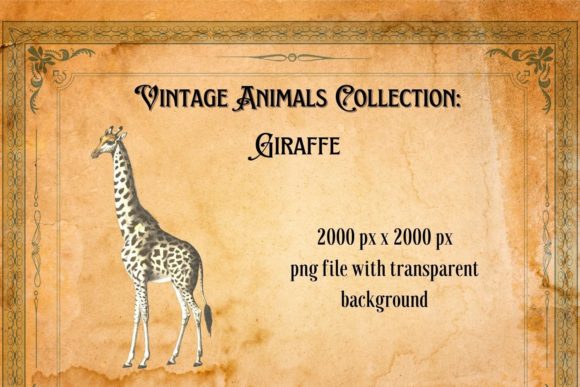 Timeless Charm: The Vintage Giraffe Illustration for Modern Design