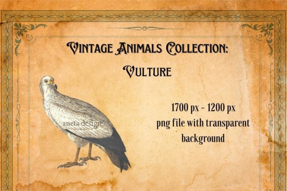 Timeless Charm: Unpacking the Vintage Vulture Illustration